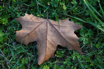 Hoja