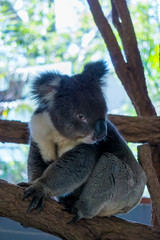 Koala (Phascolarctos cinereus) is native to eastern Australia.  Lone Pine is home to 130 koalas and is a great place to see and interact with them while visiting Brisbane, Queensland.