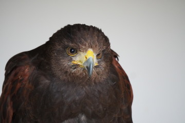 Harris's hawk