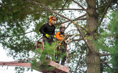 Arborist men with chainsaw and lifting platform cutting a tree.