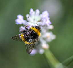 lavender bee