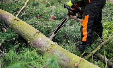 Close-up of lumberjack with chainsaw cutting a tree, midsection.