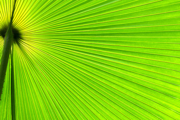 Green and yellow palmetto palm frond abstract circular pattern with bright light. Leaf texture background. World Environment day concept.