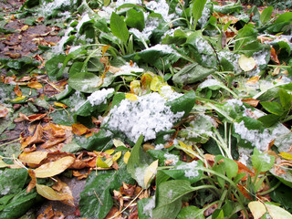 First snow. Wet foliage, grass.