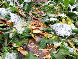 First snow. Wet foliage, grass.