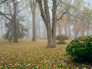 Cozy alley in a city foggy park in the fall. Gomel, Belarus