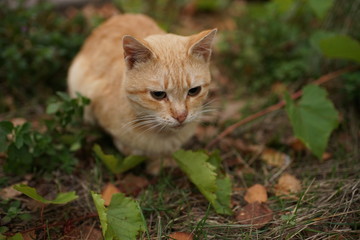 Naklejka na ściany i meble Nice ginger cat lying in the garden, pet relax outdoor.