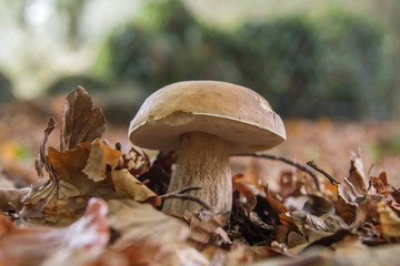 Boletus edulis mushroom growing wild