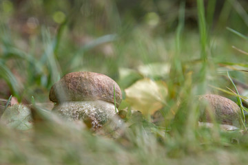 Wild boletus edulis mushrooms growing on the grass