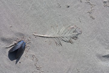 feather and shell on sand