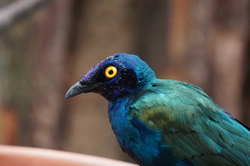 Purple starling