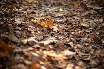 autumn. fallen leaves backlit by the sun, background, picture, landscape