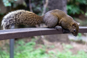 Curious squirrel on a bridge ledge at a park.