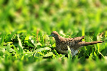 Brown bird on grass