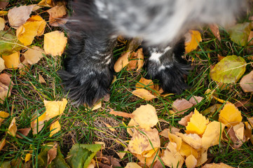 dog paws on autumn fall grass with yellow leaves 