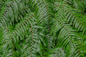 雨の日のシダ植物