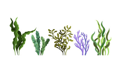 Set of green algae. Vector illustration on a white background. - obrazy, fototapety, plakaty