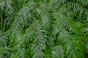 雨の日のシダ植物
