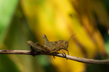 Image of Brown grasshopper, insect ,On a branch, on nature background.
