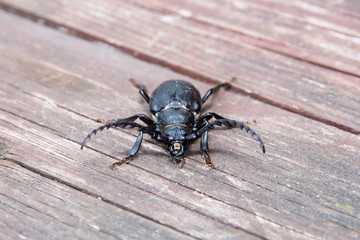 Big black beetle with long mustache in nature