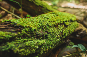 Naklejka na ściany i meble Green moss is growing at the root of the tree. Moss texture in nature for wallpaper. soft focus.