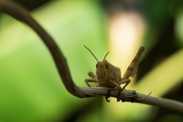 Image of Brown grasshopper, insect ,On a branch, on nature background.