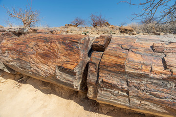 petrified forest tree
