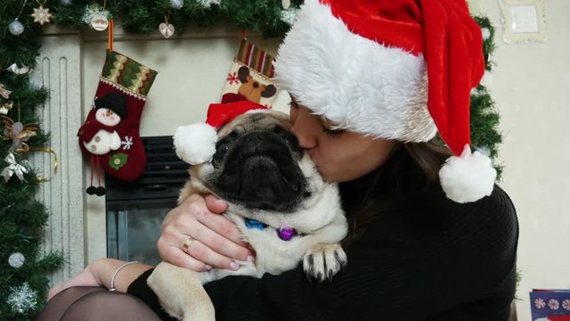 Woman hug funny pug dog in christmas costume wears Santa hat, gifts in the background, New Year and Christmas concept