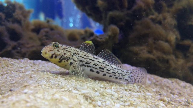 Goby fish swimming underwater in a sea coral at Ningaloo reef Western Australia