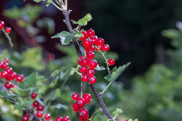 Ripe red currants on the Bush