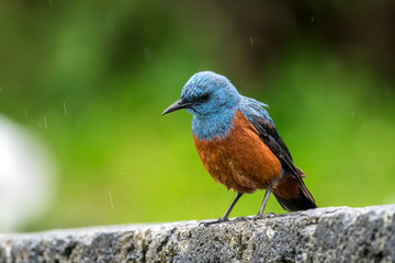 Blue Rock Thrush (Monticola solitarius), Male