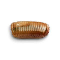 Cockroach egg macro isolated on the white background with shadows. The reproduction of domestic...