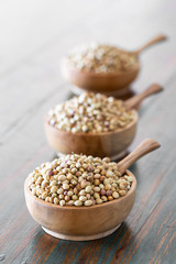Organic Dried coriander seeds (Coriandrum sativum) in wooden bowls with spoon on rustic background.