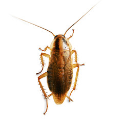 Domestic cockroach macro isolated on the white background