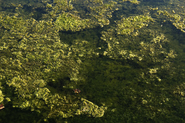 Bunch of moss in pond