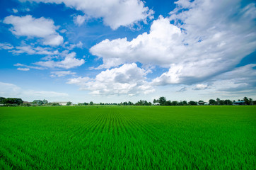 Obraz premium Rice field green grass blue sky cloud cloudy landscape