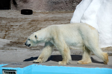 Obraz na płótnie Canvas Polar bear - a resident of the cold Arctic - at the zoo