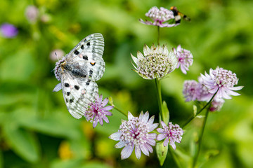Butterfly on Great masterwort in Villach Alps botanical garden