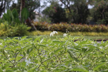 white flowers between the green leaves