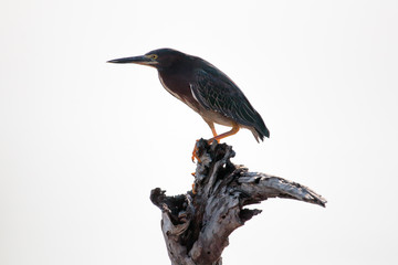 aves