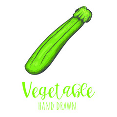 Zucchini hand drawn vector illustration, isolated sketched design element.