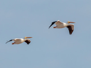 aves