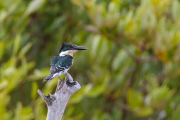 aves