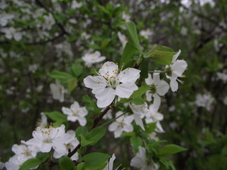 white flowers of a tree in spring