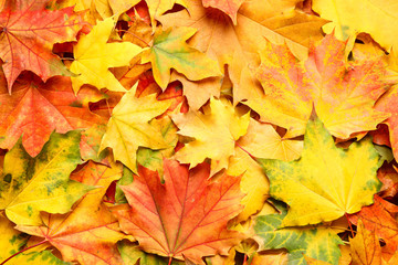 Fototapeta na wymiar Colorful autumn leaves as background, top view