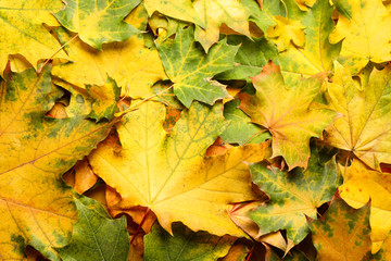 Naklejka na ściany i meble Colorful autumn leaves as background, top view