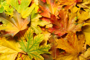 Colorful autumn leaves as background, top view