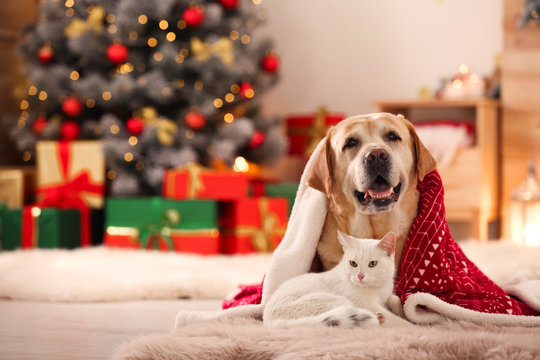 Christmas Background Pets Images – Browse 134,833 Stock Photos, Vectors,  and Video | Adobe Stock