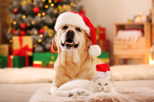 Adorable dog and cat wearing Santa hats together at room decorated for Christmas. Cute pets