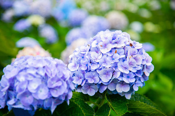 Hydrangea flower in Garden off Chiangmai Thailand